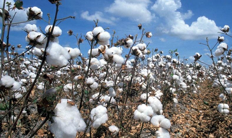 Cotton Crop 2019: Bad Seeds, Pesticides to Blame for Dismal Results